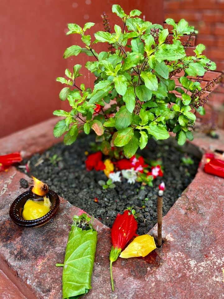 तुलसीको बिरुवा रोपेर हरिशयनी एकादशी मनाईँदै