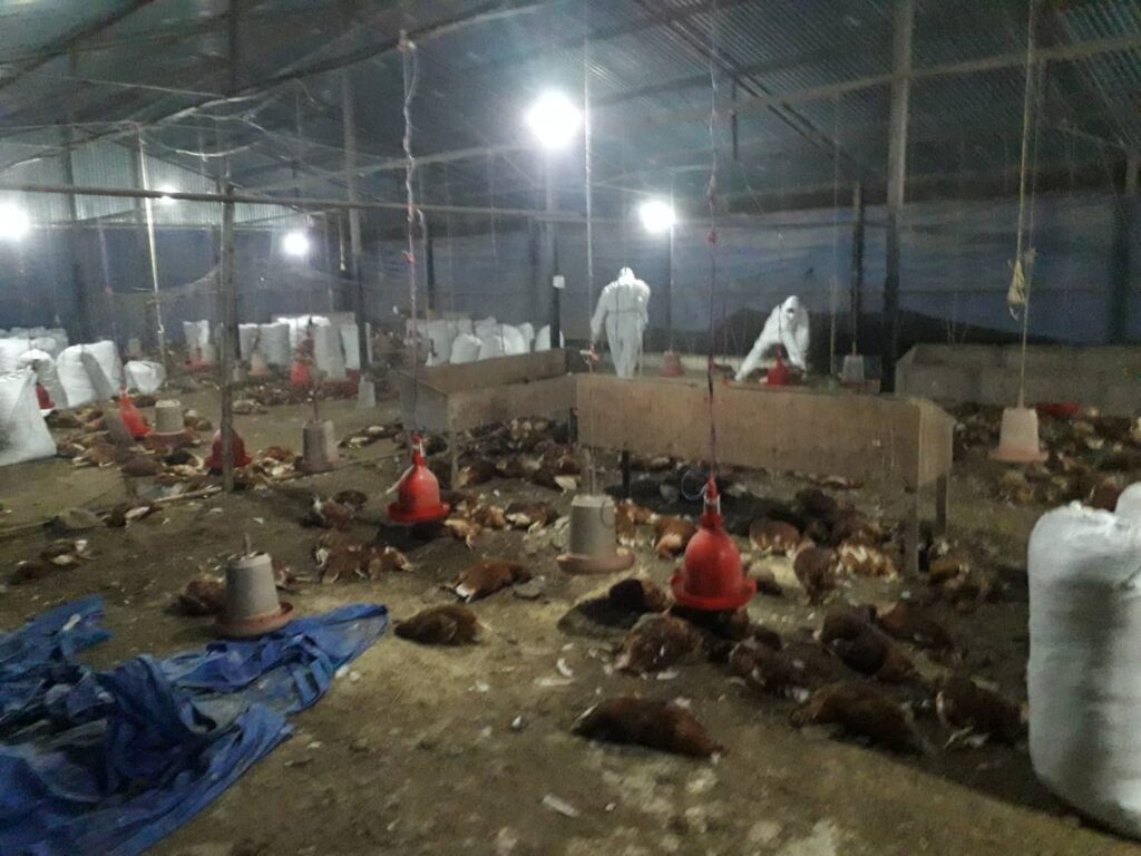 हेटौंडामा बर्ड फ्लु भेटिएपछि अण्डा र कुखुरा नष्ट