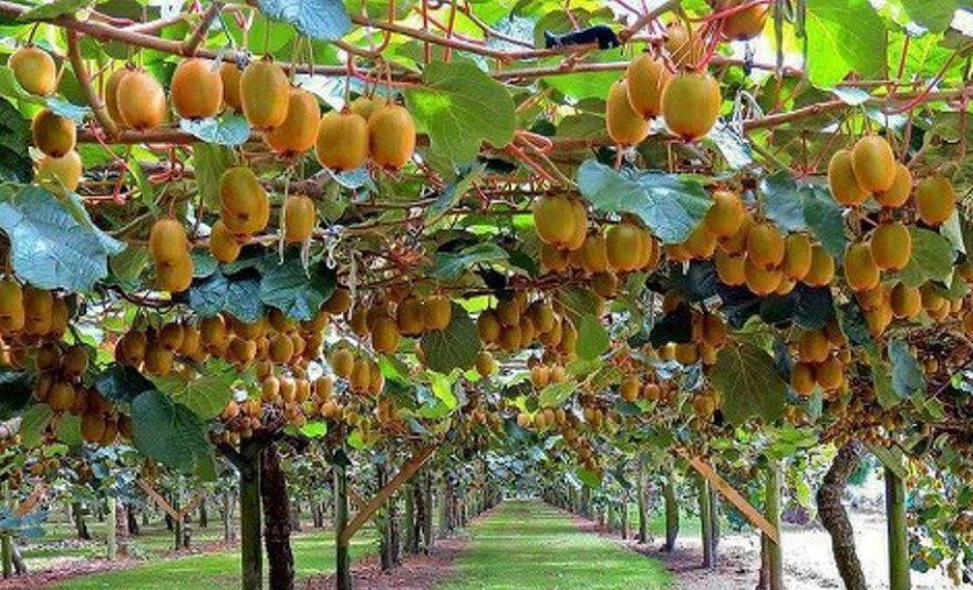 थाहानगरले फलफूलका विरुवा अनुदानमा दिँदै