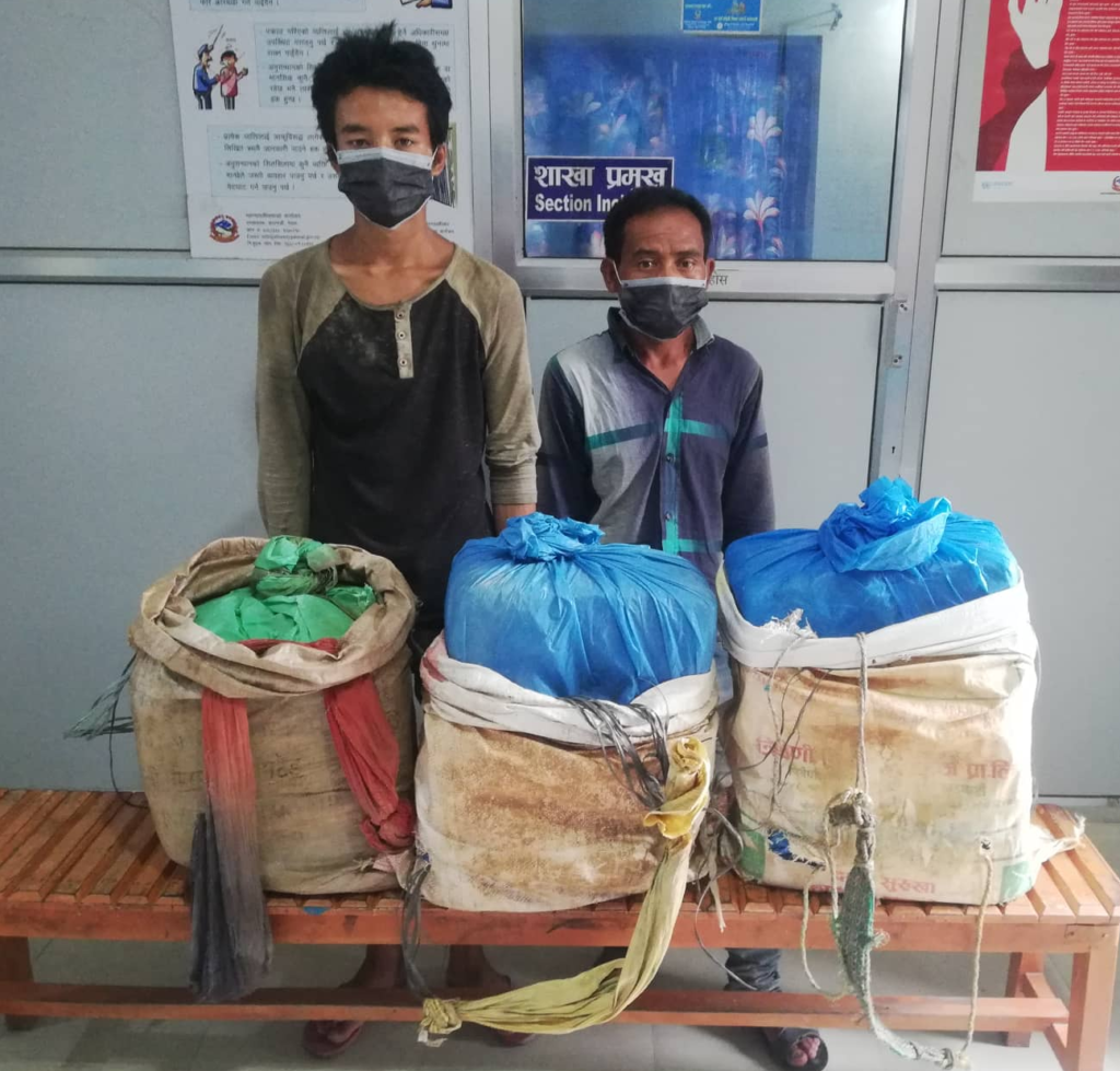 ४० किलो गाँजासहित दुई जना पक्राउ